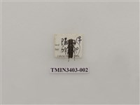 藏品(梭德氏黃紋天牛)的圖片